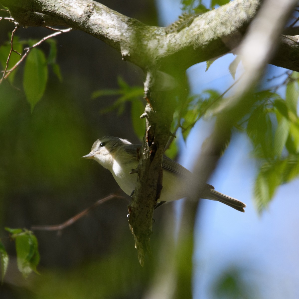 Warbling Vireo - ML338692481