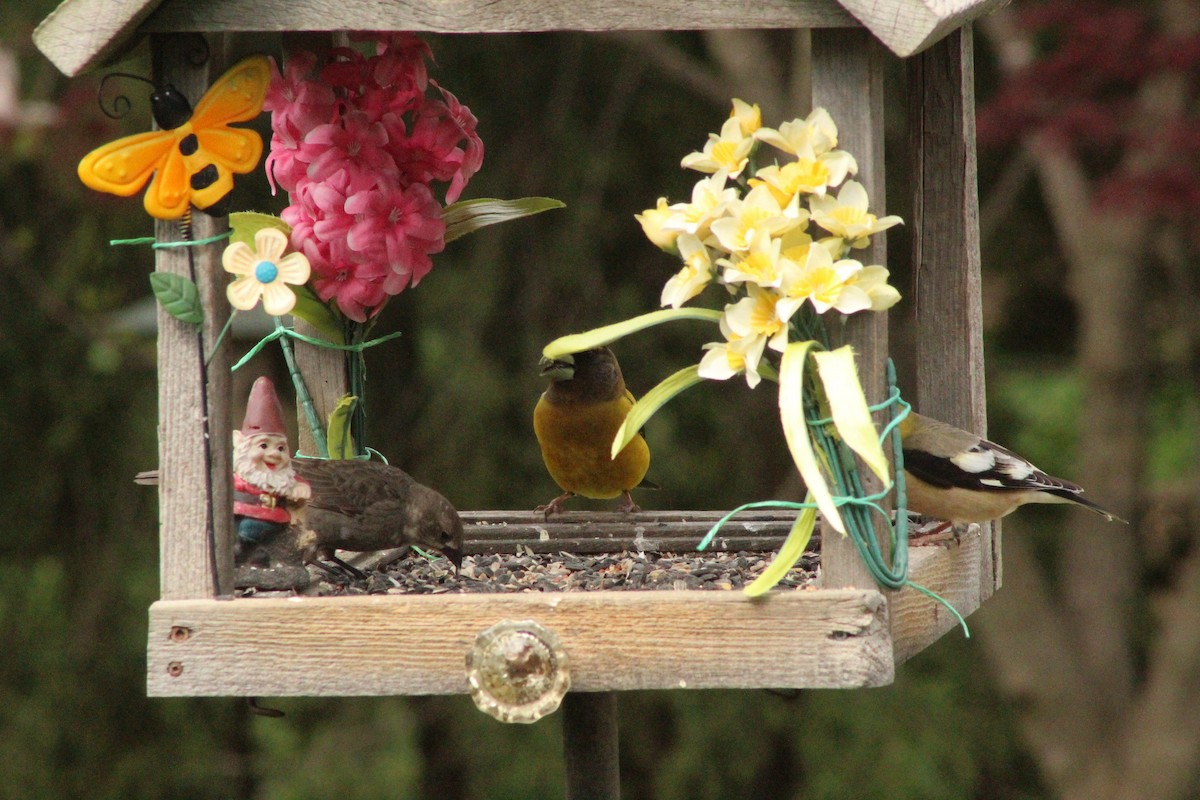 Evening Grosbeak - ML338694991