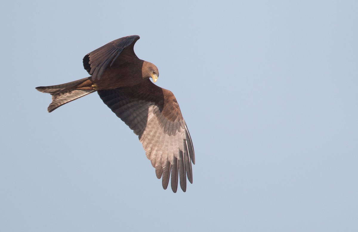 Black Kite (Yellow-billed) - Ian Davies