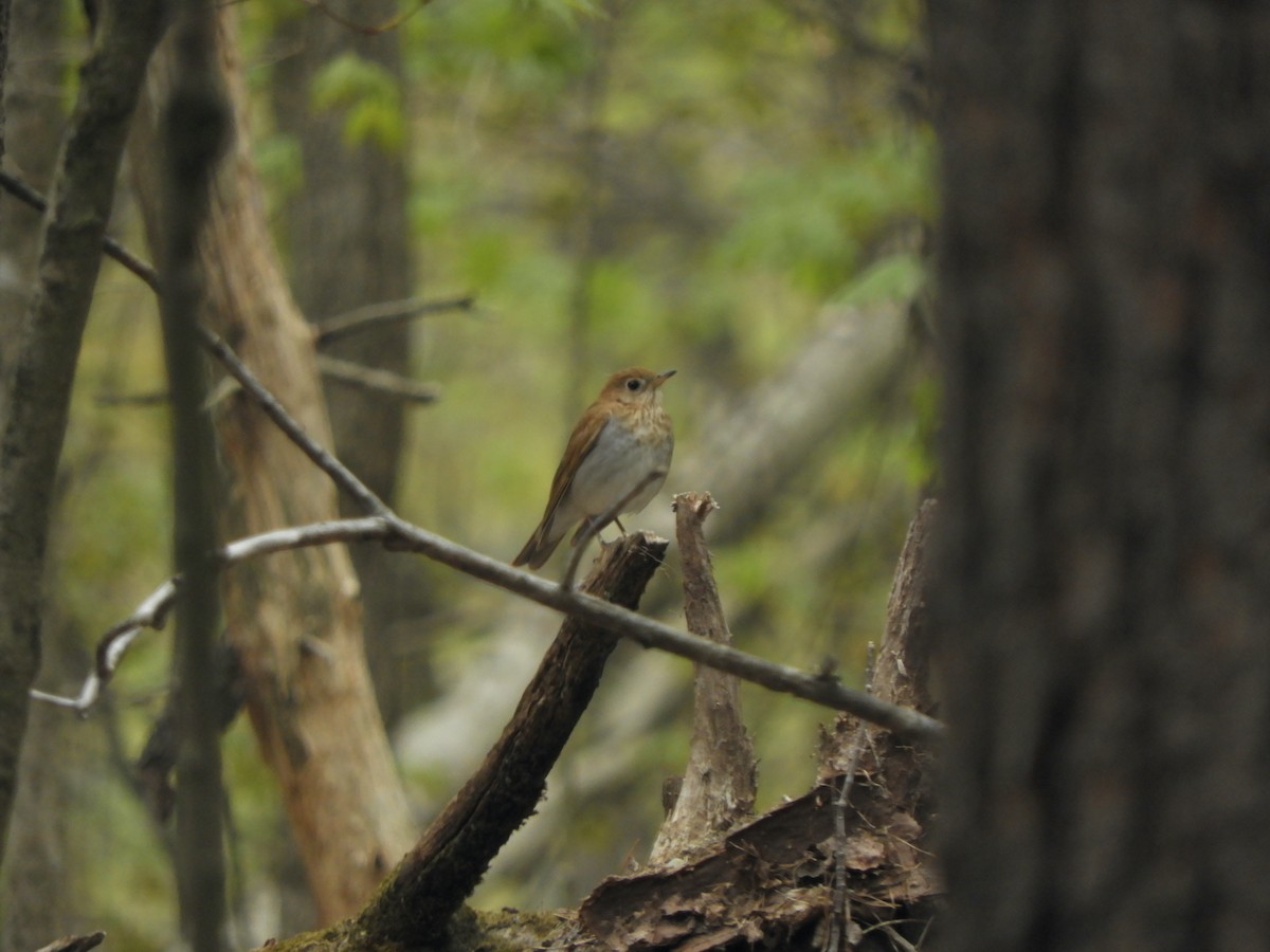 Veery - John McKay