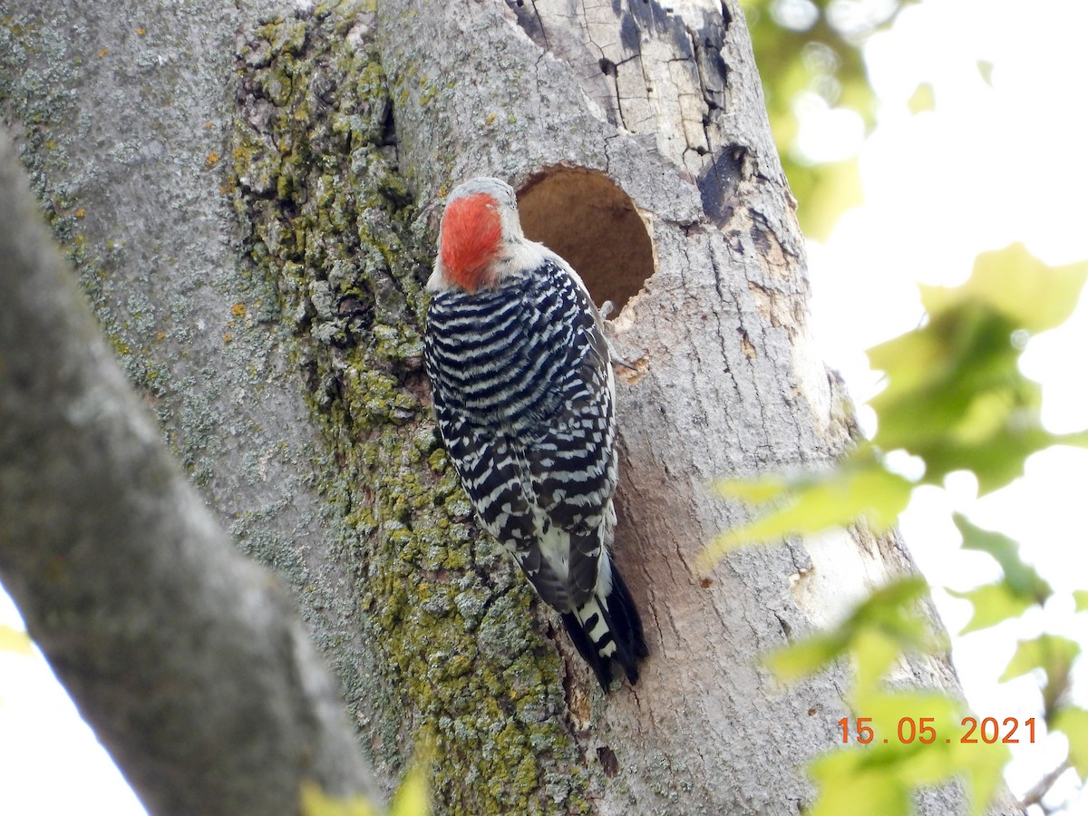 Red-bellied Woodpecker - ML338696531