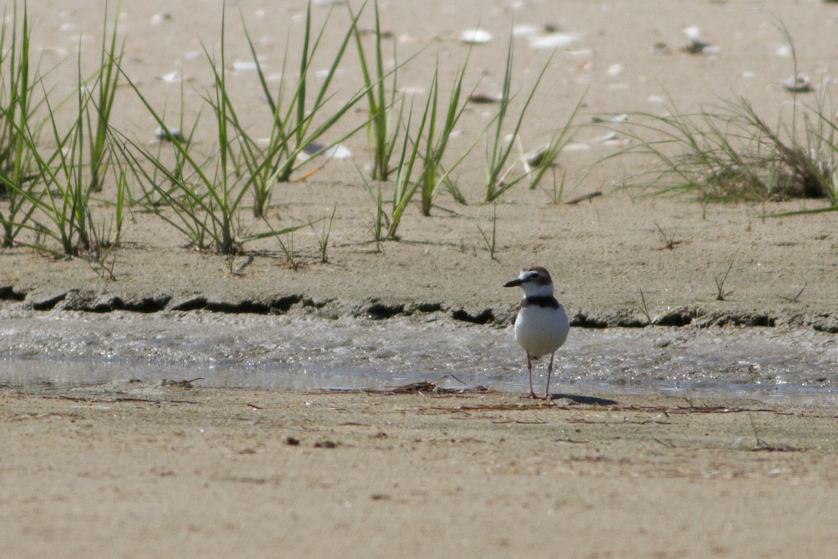 Wilson's Plover - ML33869661