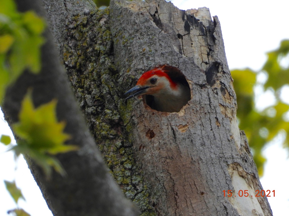 Red-bellied Woodpecker - ML338696641