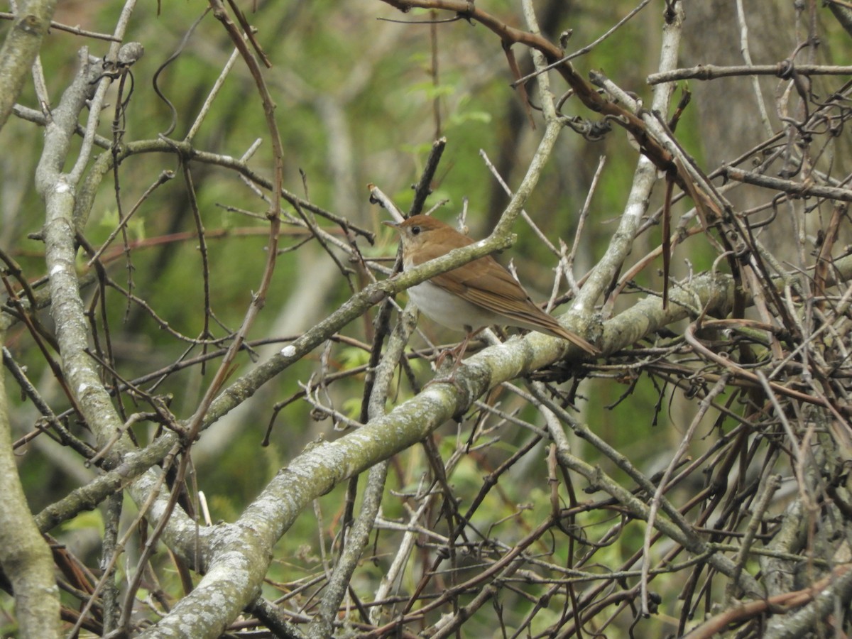 Veery - John McKay