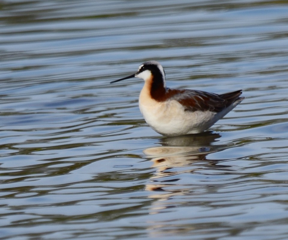 Wilson's Phalarope - ML338697401