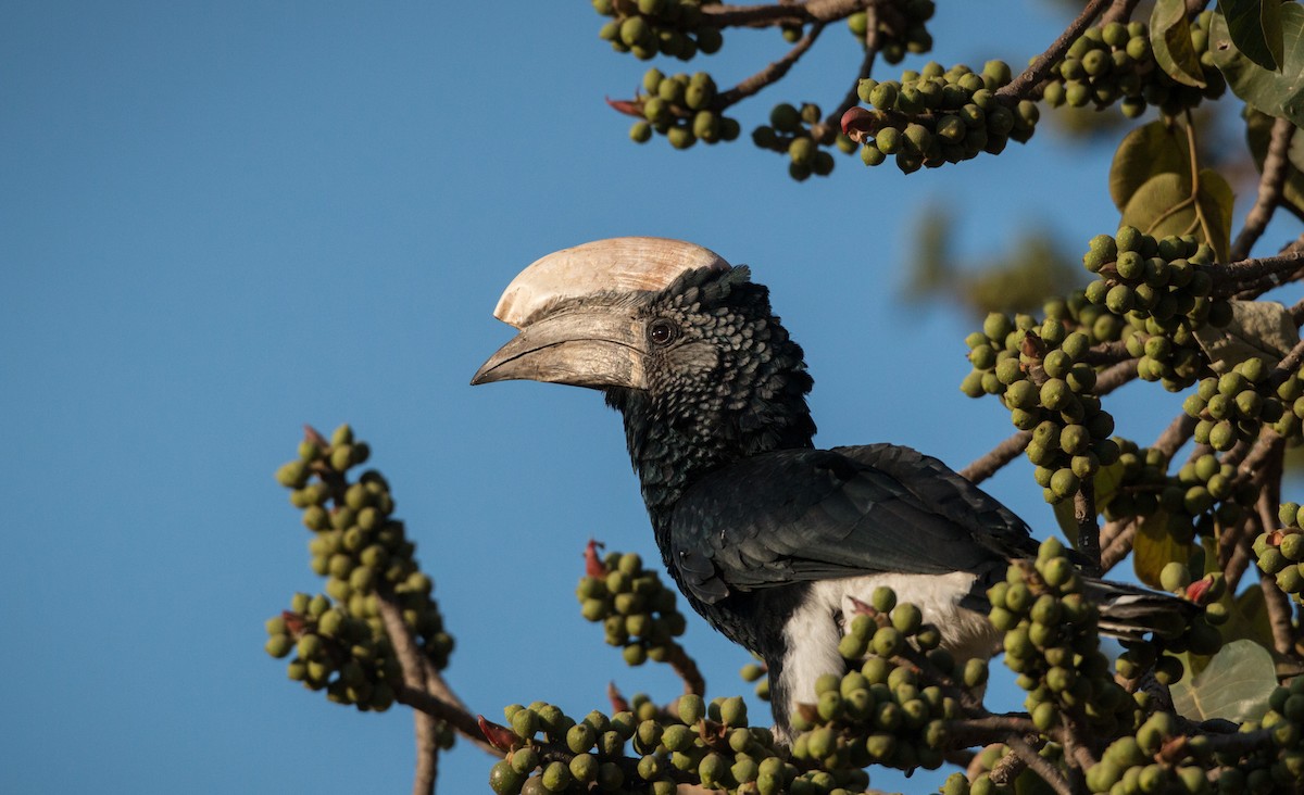 Silvery-cheeked Hornbill - ML33869881