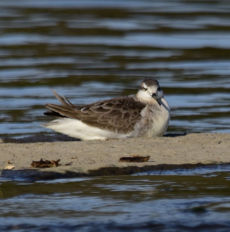 Wilson's Phalarope - ML338698851