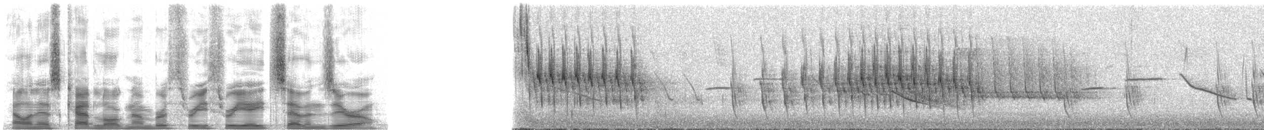 hvitstrupemarkløper - ML33870