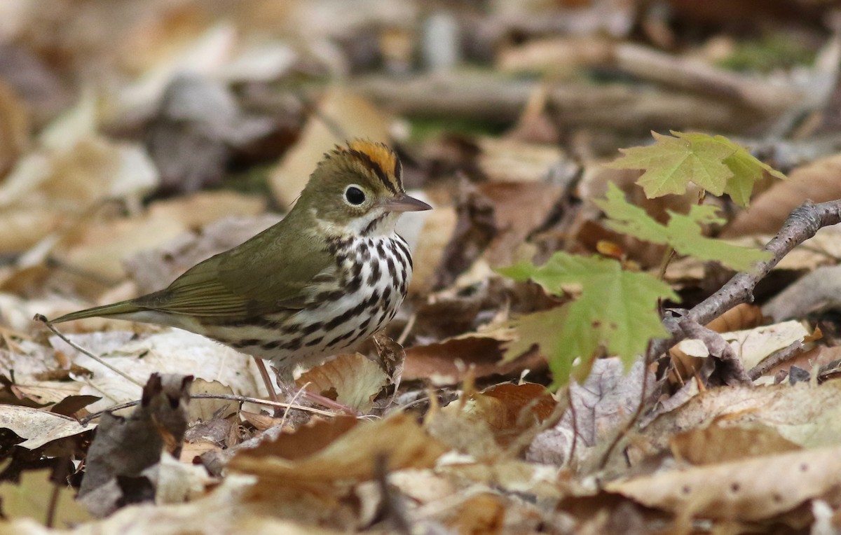 Ovenbird - ML338700021