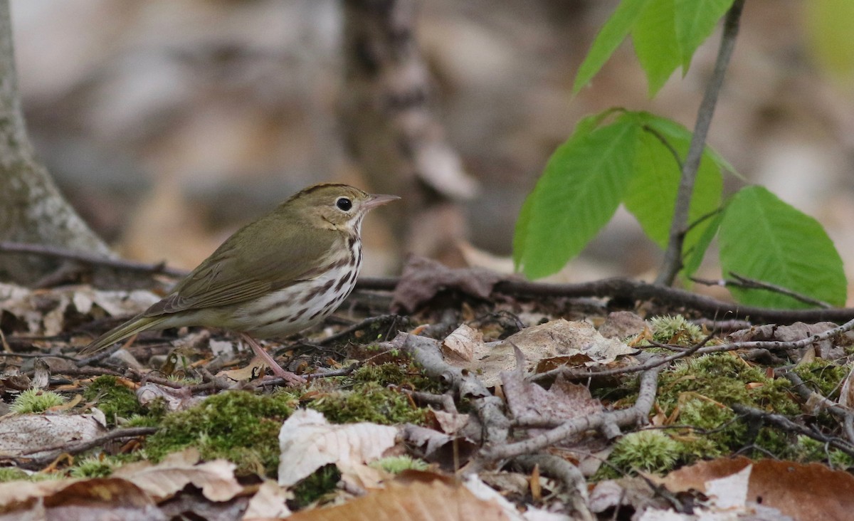 Ovenbird - ML338700031