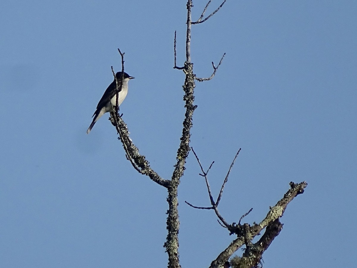 Eastern Kingbird - ML338700761