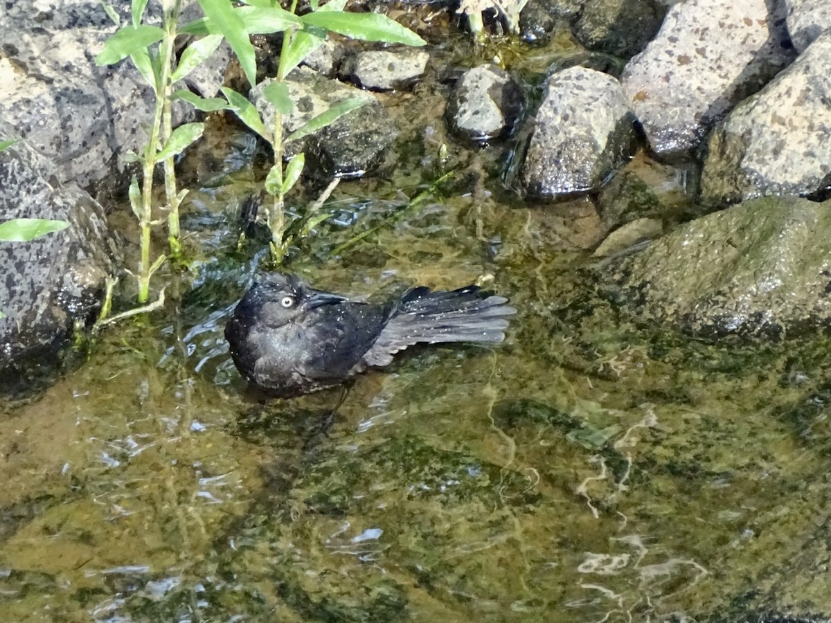 Common Grackle - Fleeta Chauvigne