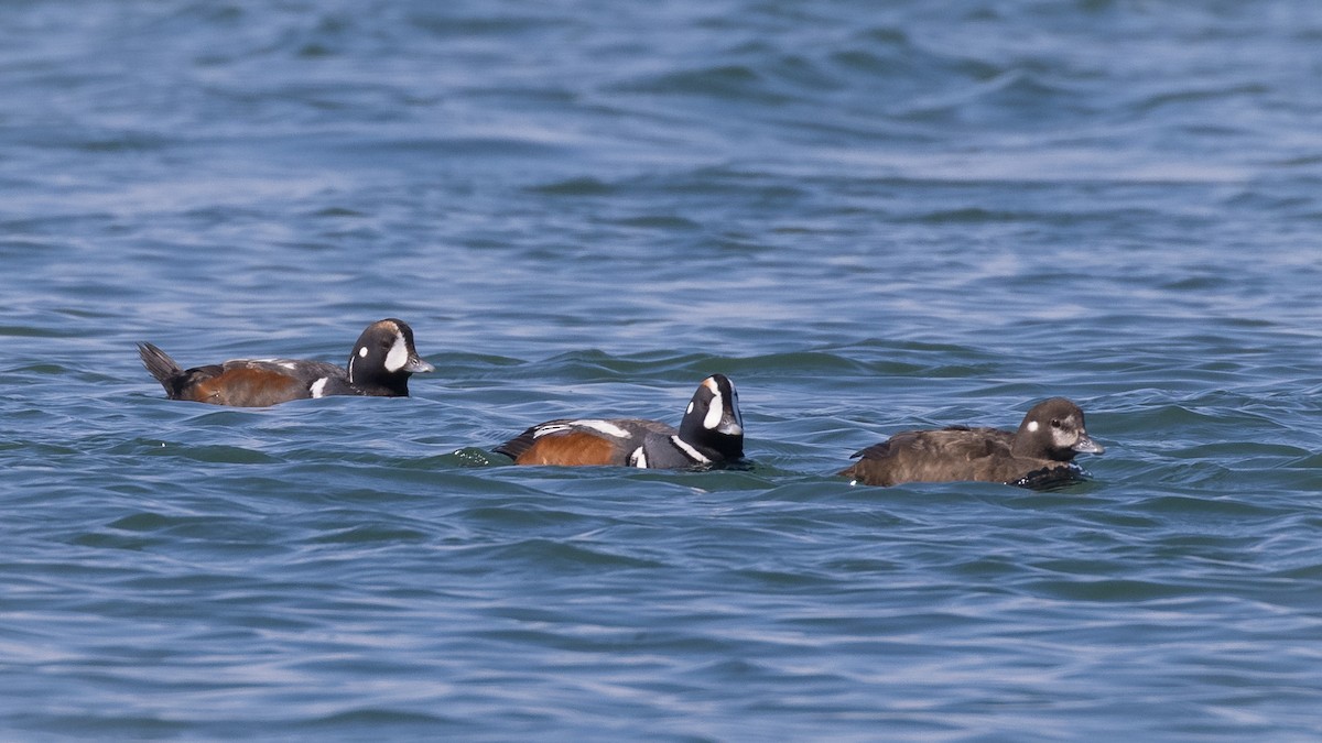 Harlequin Duck - Lyall Bouchard