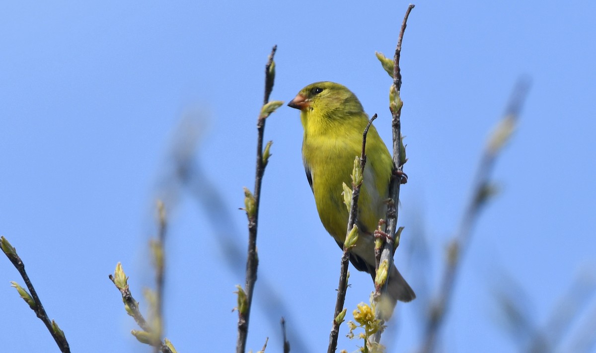 American Goldfinch - ML338701411