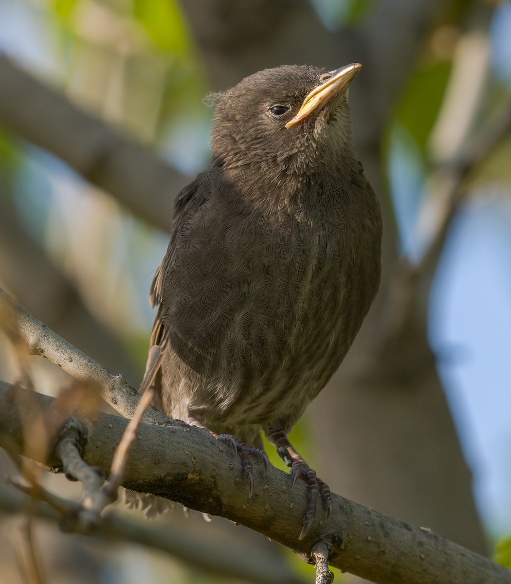 European Starling - ML338701431