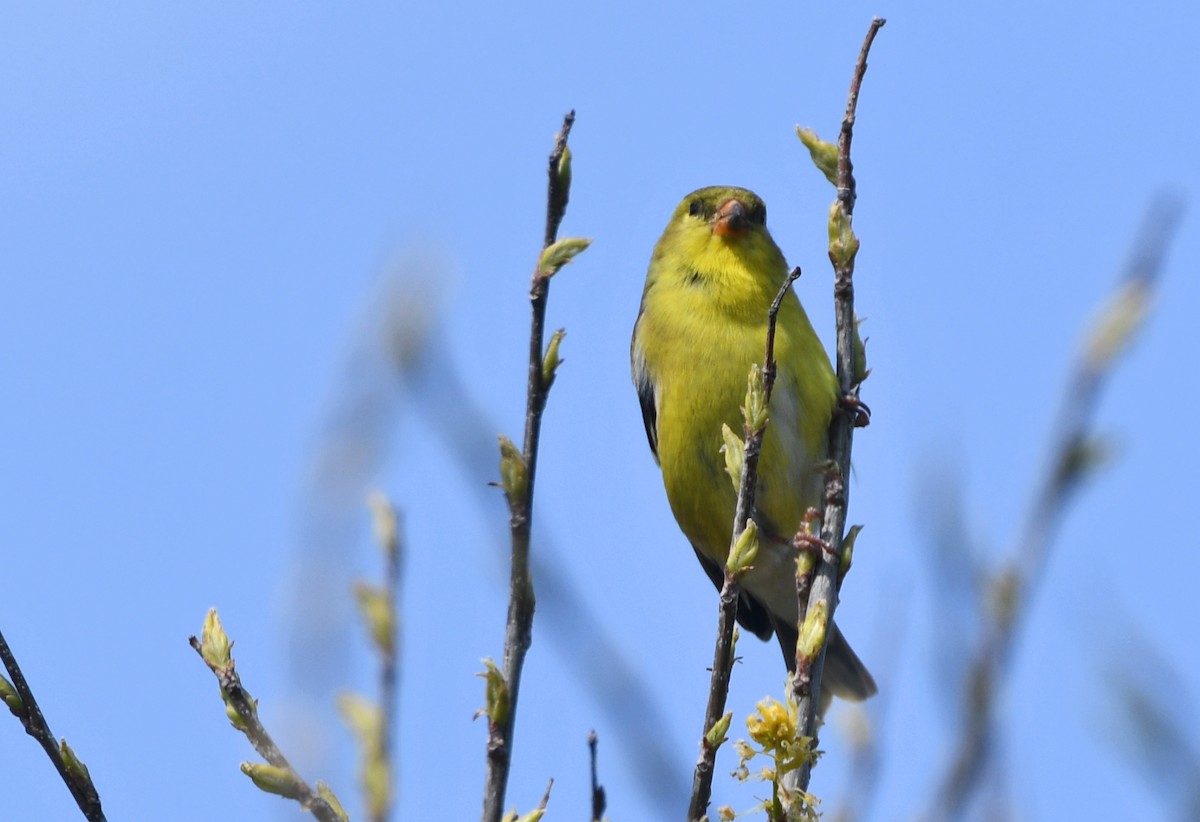 American Goldfinch - Glenda Jones