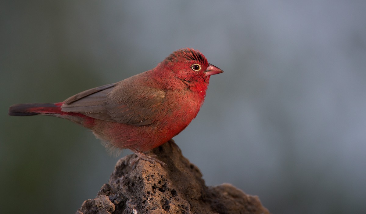 Red-billed Firefinch - Ian Davies