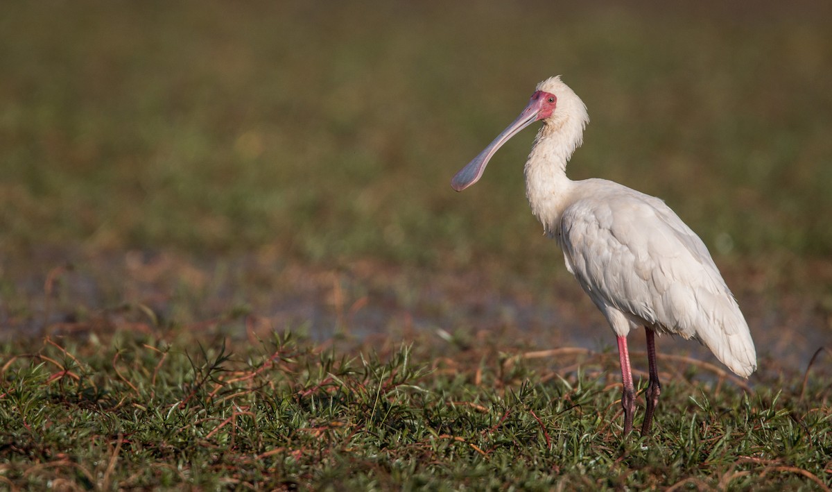 African Spoonbill - ML33870451