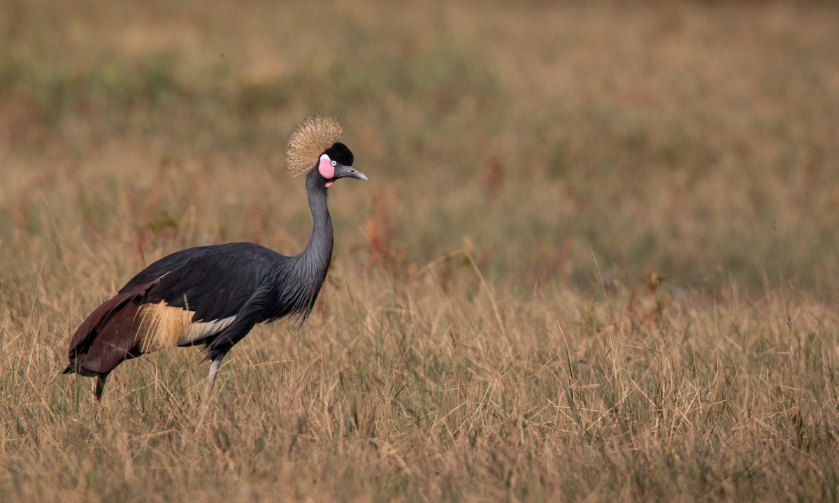 Grulla Coronada Cuellinegra - ML33870471