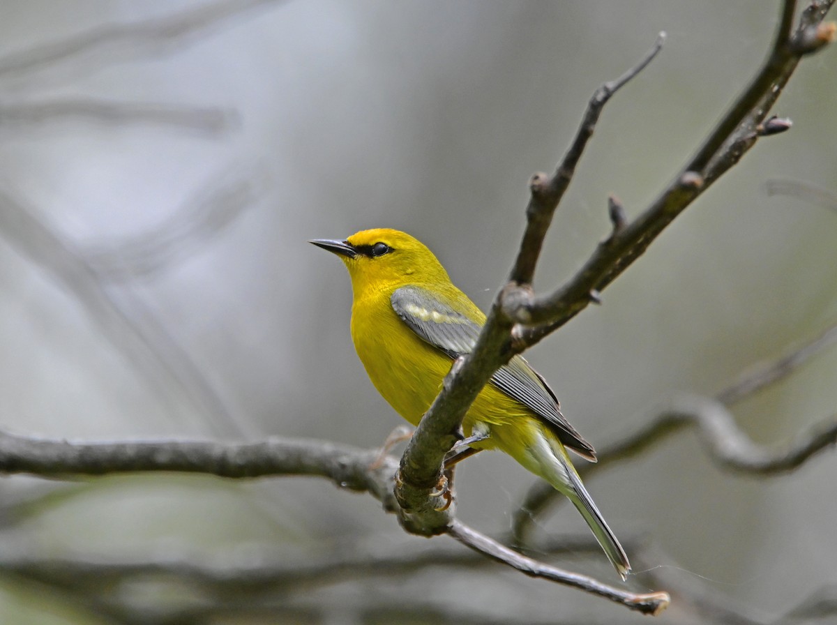 Blue-winged Warbler - HEMANT KISHAN