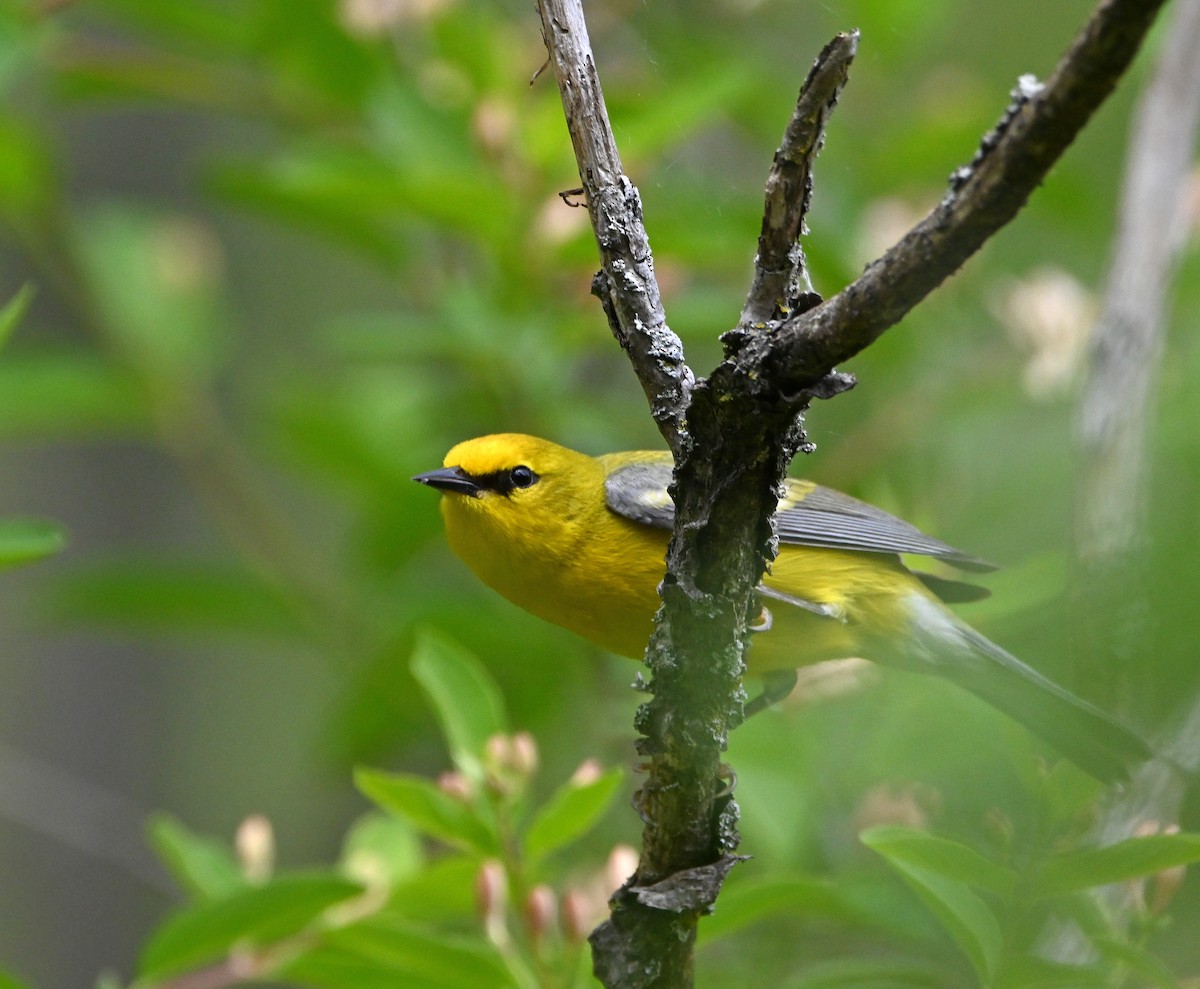 Blue-winged Warbler - HEMANT KISHAN