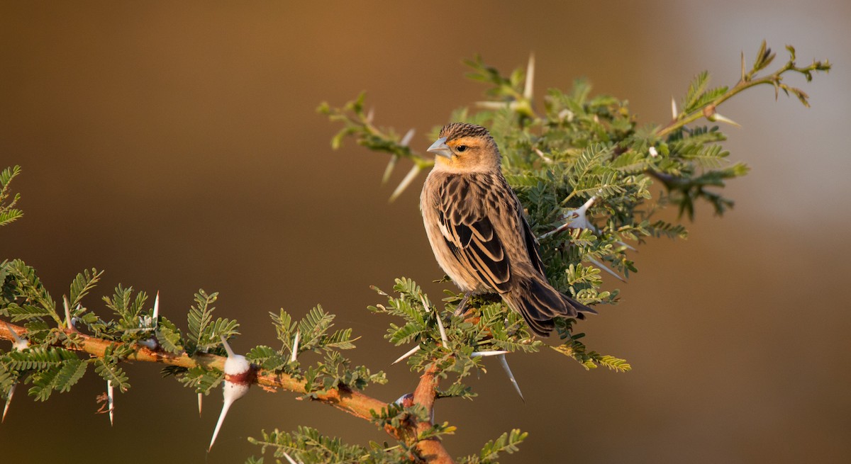 White-winged Widowbird - Ian Davies