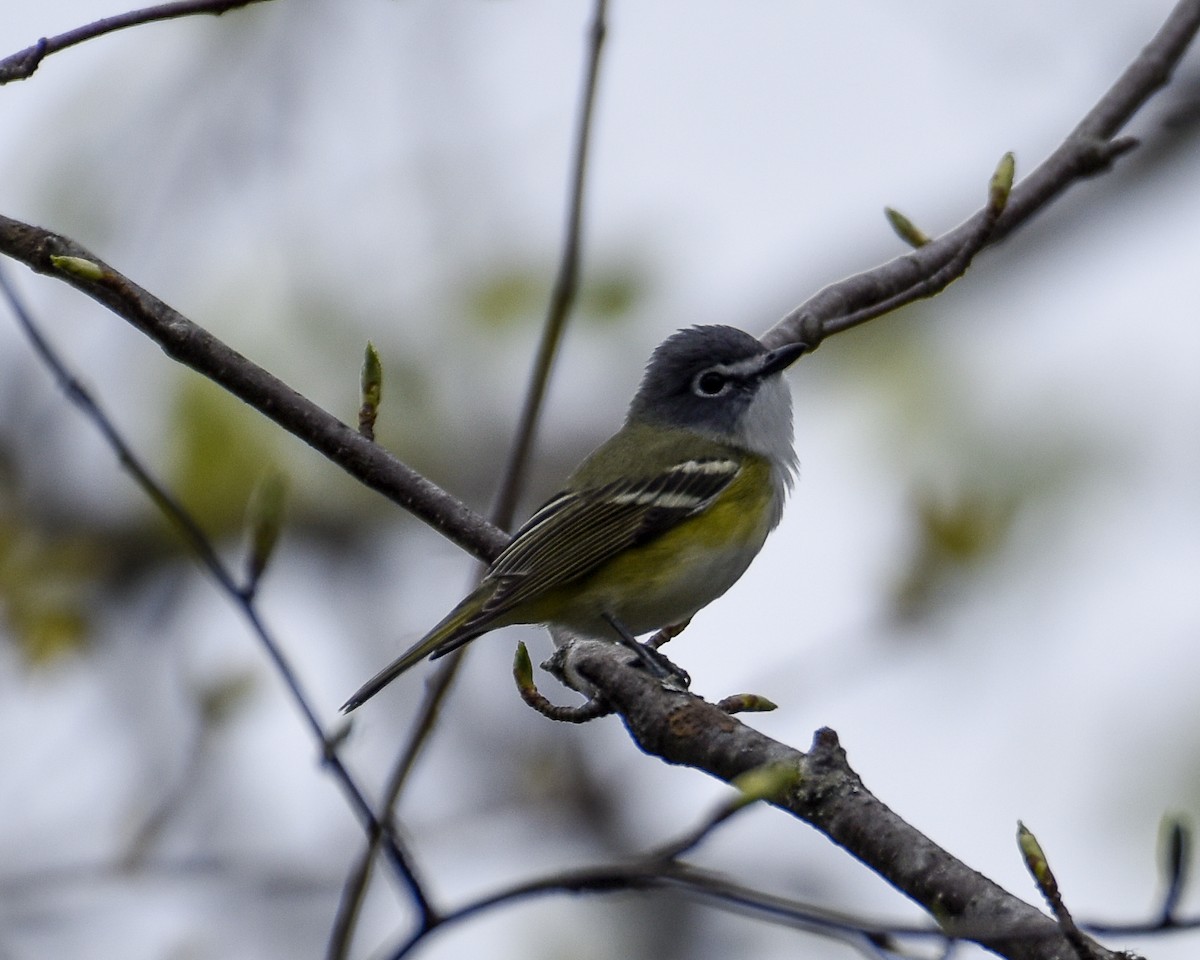 Blue-headed Vireo - ML338711891