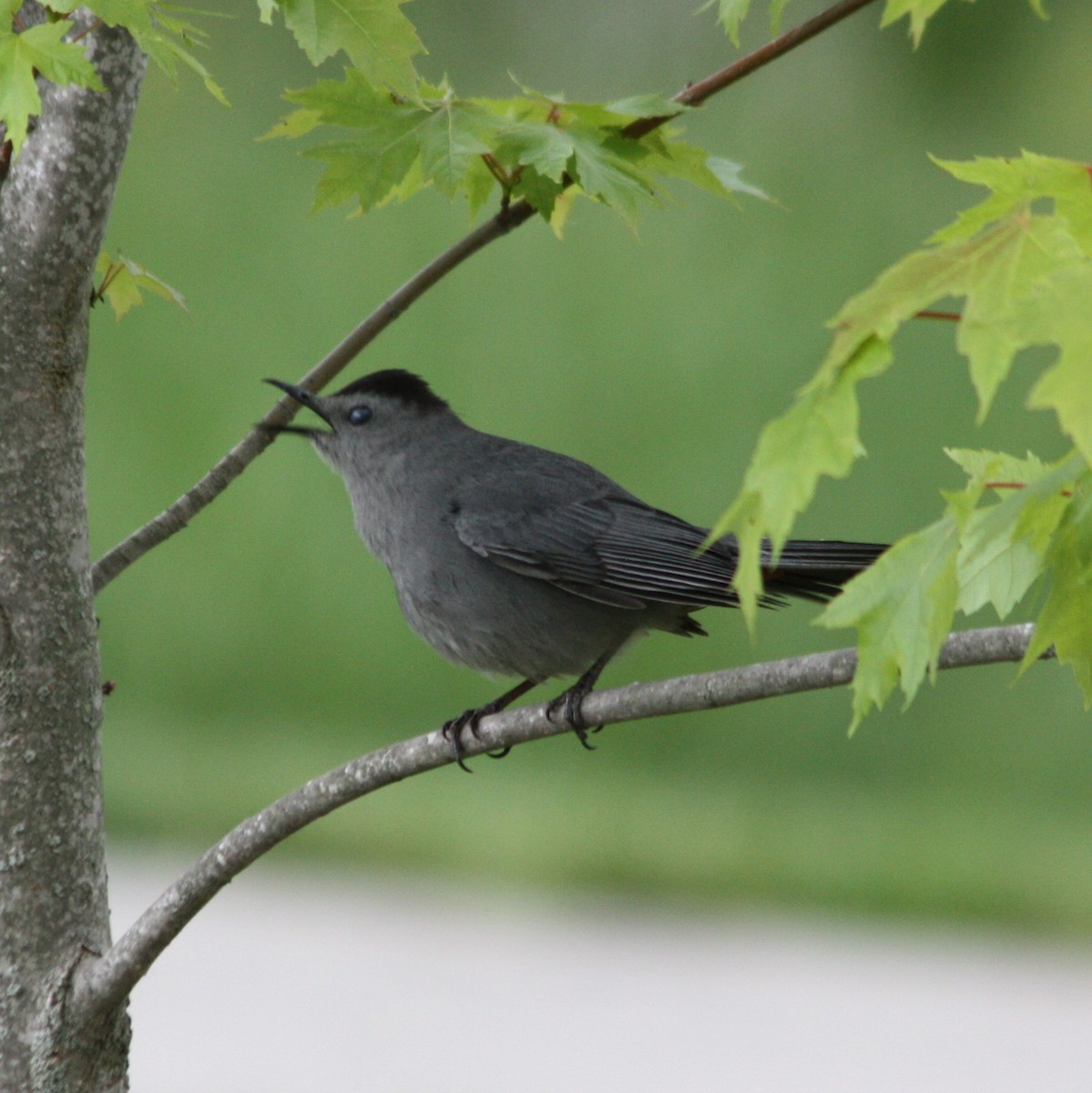 Gray Catbird - ML338714441