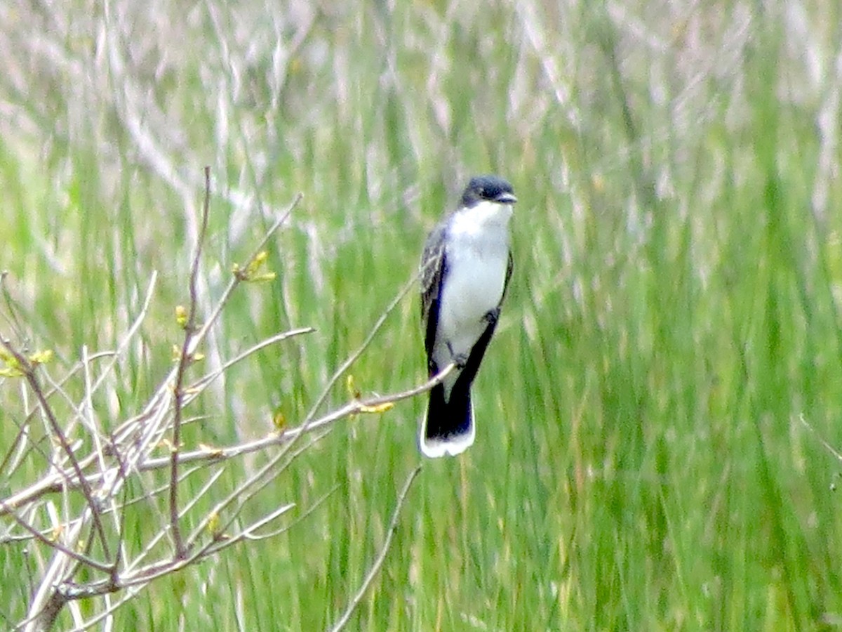 Eastern Kingbird - ML338714971