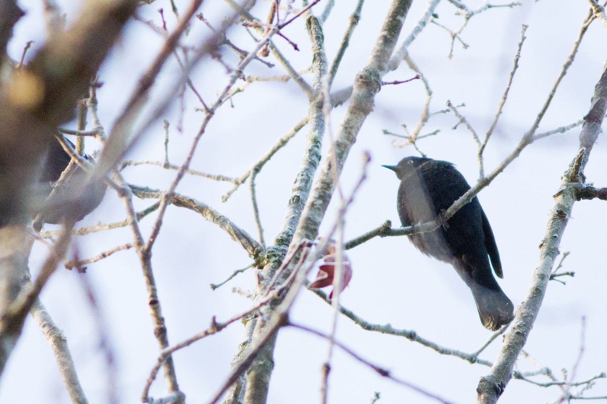 Rusty Blackbird - ML33871601