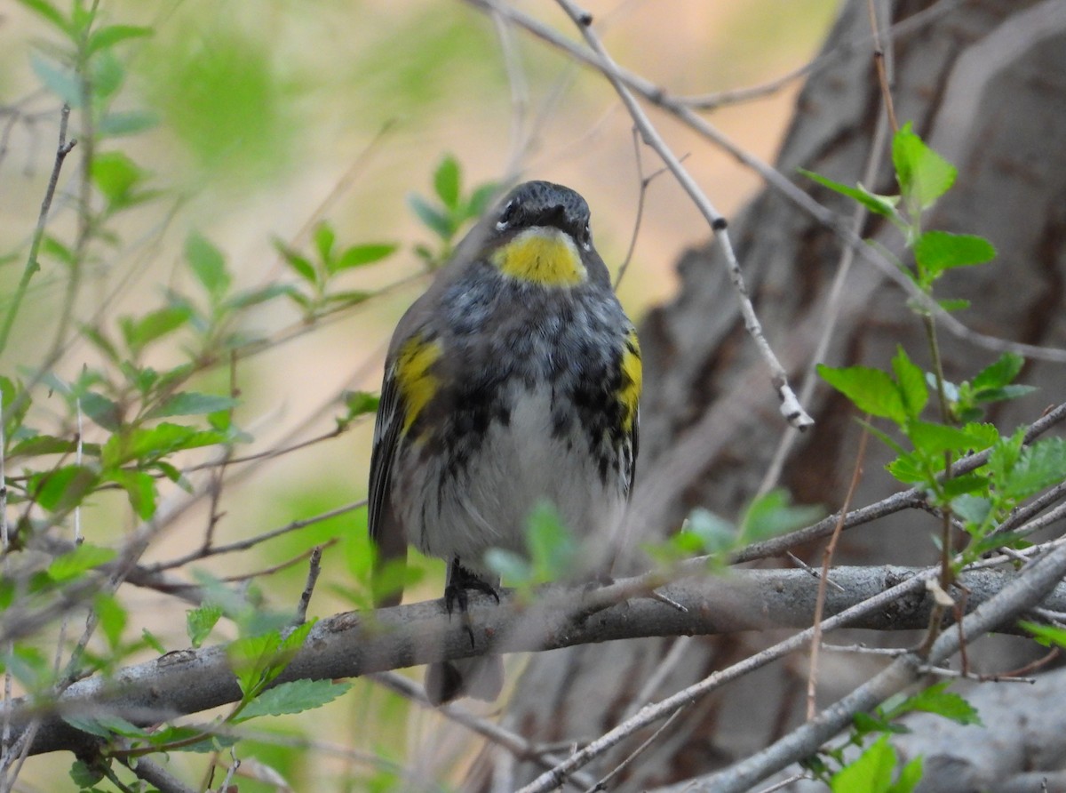 Yellow-rumped Warbler (Audubon's) - Fawn Simonds