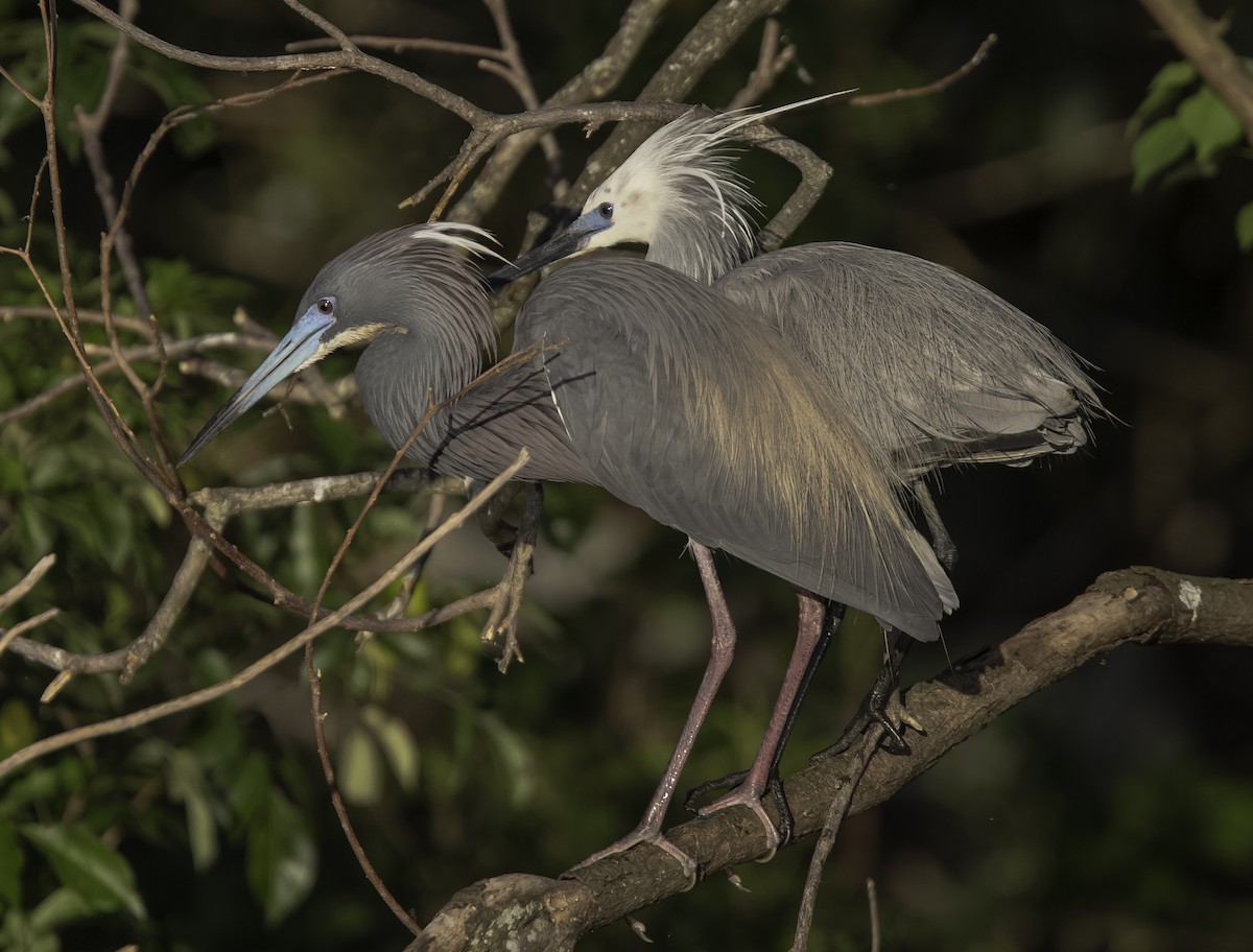 Tricolored Heron x Snowy Egret (hybrid) - ML338717431