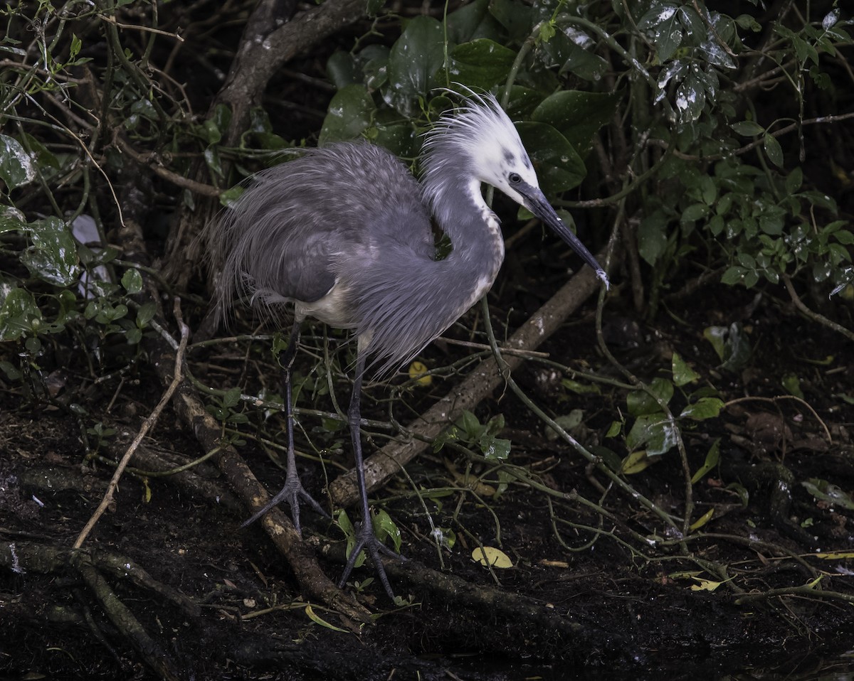Tricolored Heron x Snowy Egret (hybrid) - ML338717681