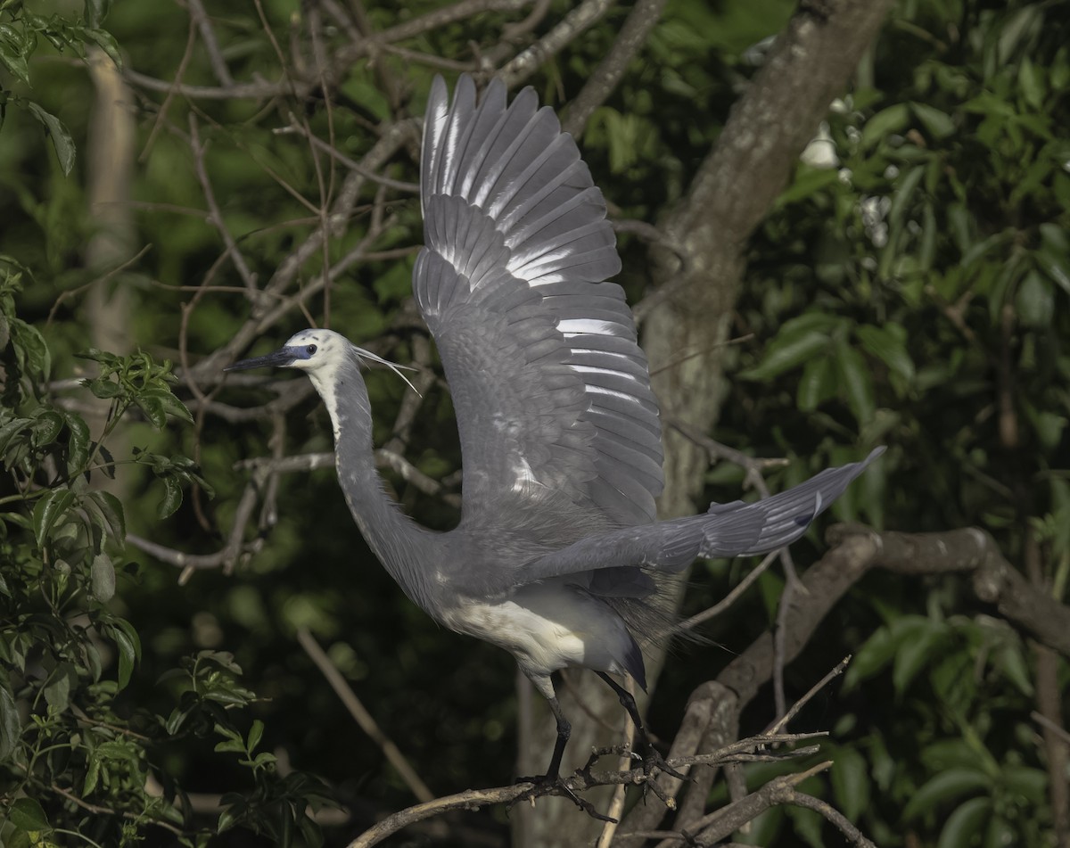 Tricolored Heron x Snowy Egret (hybrid) - ML338717921