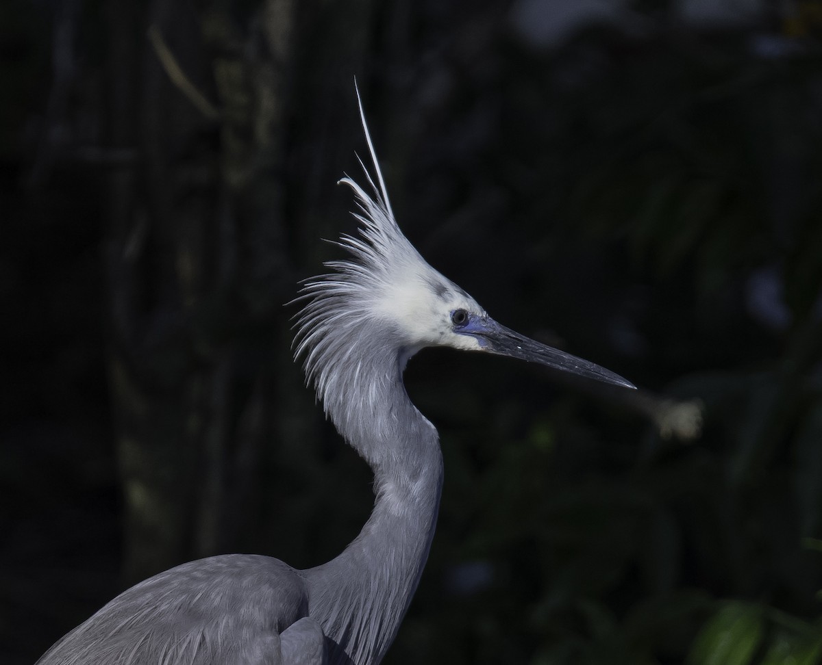 Tricolored Heron x Snowy Egret (hybrid) - ML338718091