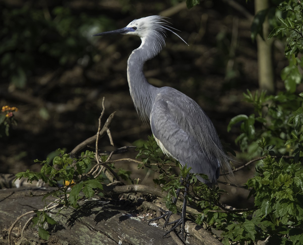 Tricolored Heron x Snowy Egret (hybrid) - ML338718551