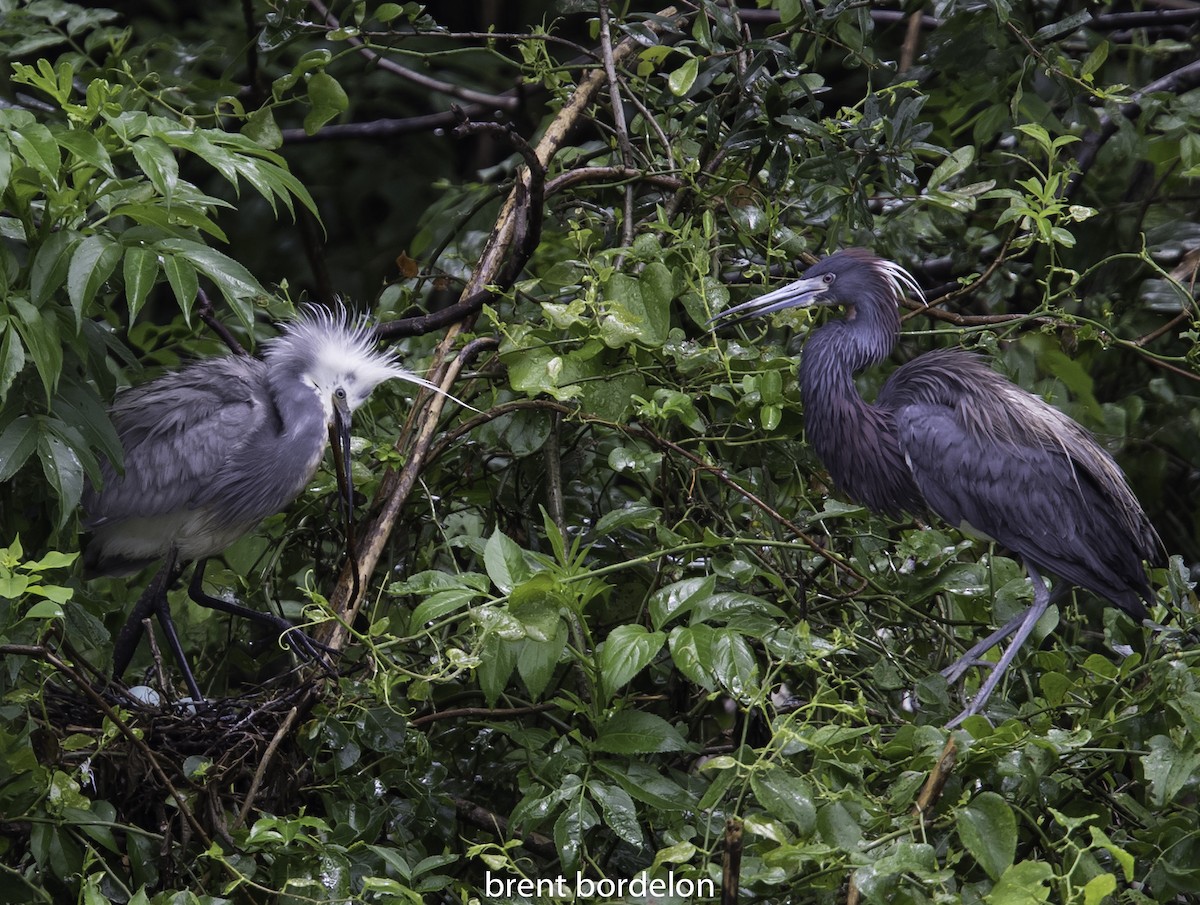 Tricolored Heron x Snowy Egret (hybrid) - ML338718911