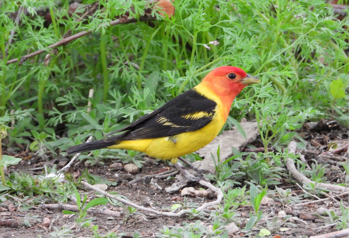 Western Tanager - Fawn Simonds