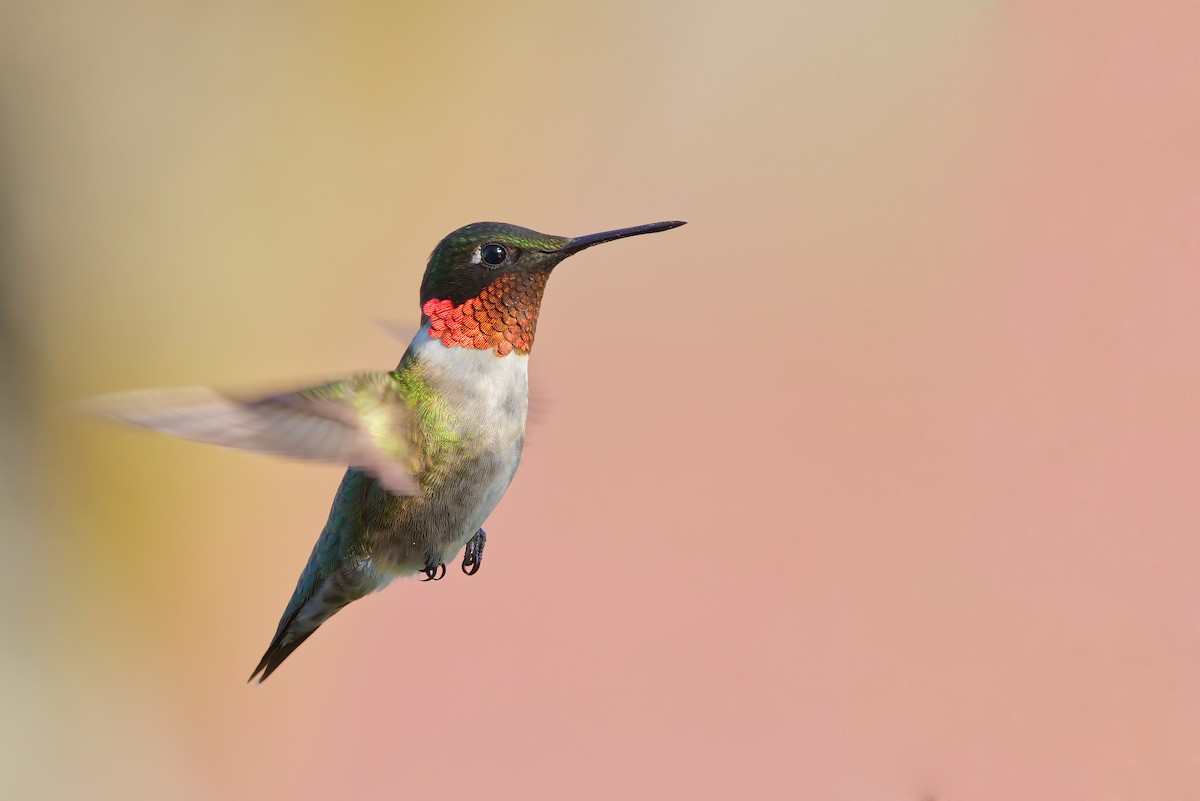 Ruby-throated Hummingbird - ML338719321