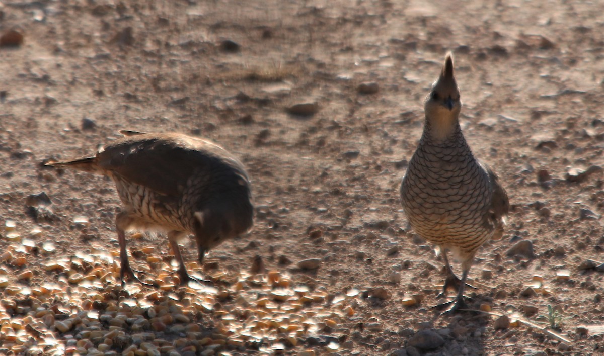 Scaled Quail - ML338720211