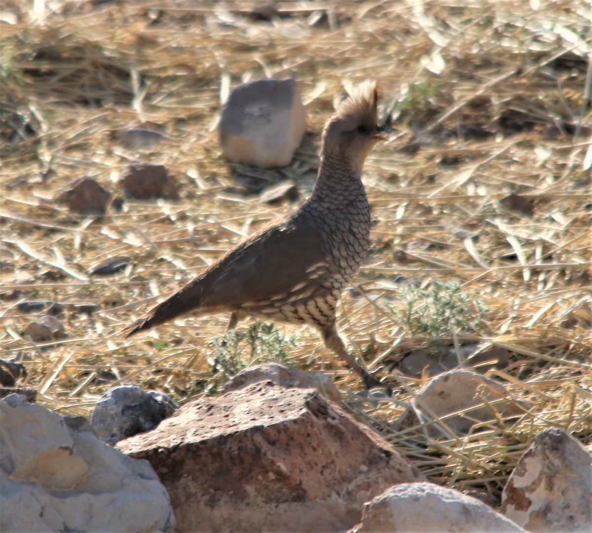 Scaled Quail - ML338720761