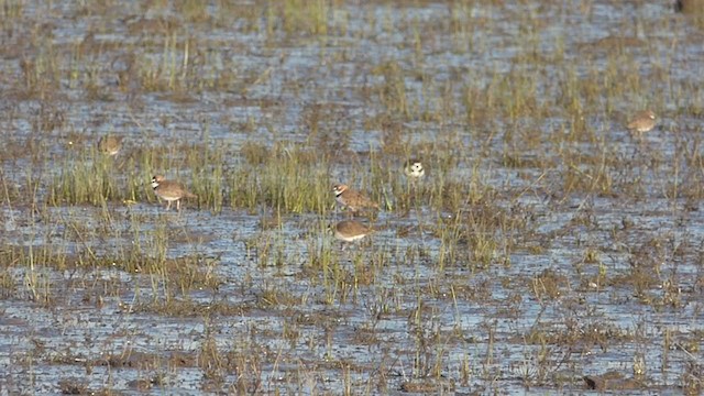 Collared Plover - ML338723581