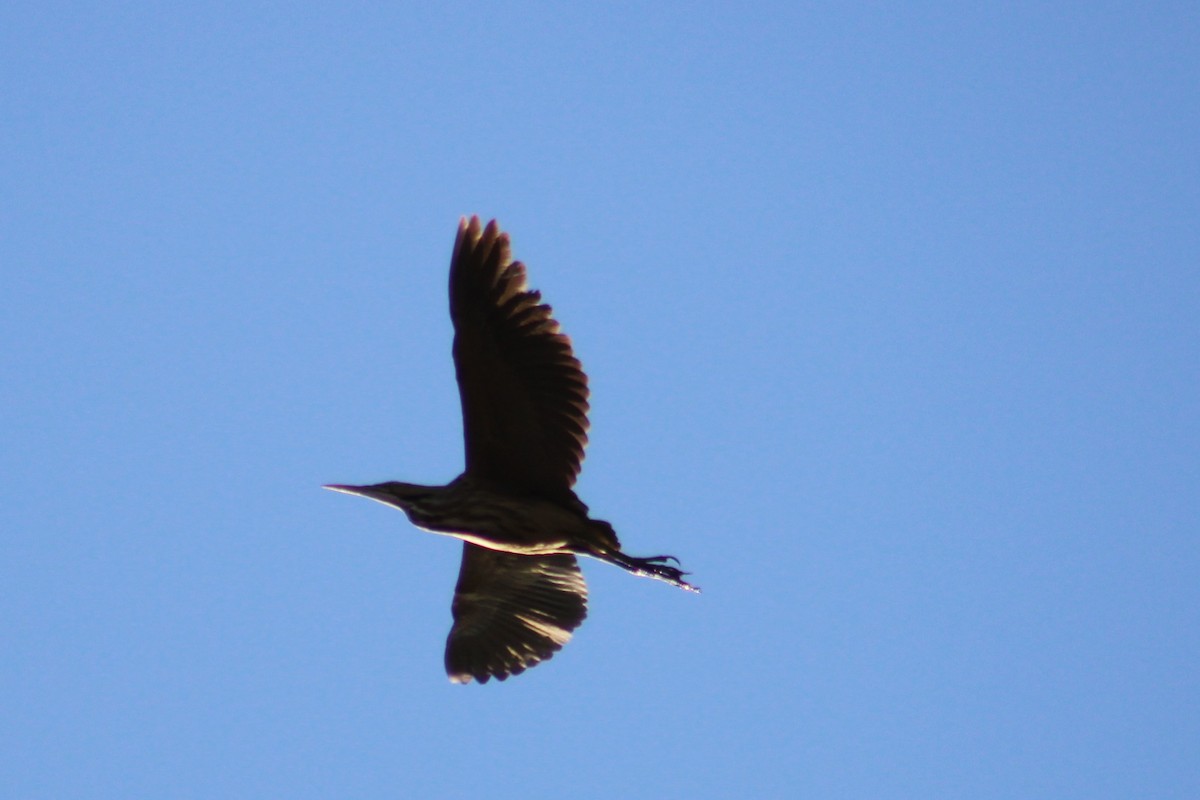American Bittern - Alex Marine