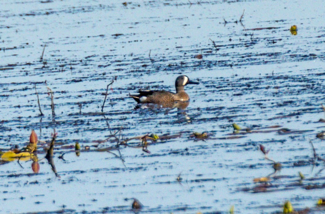 Blue-winged Teal - ML338724061