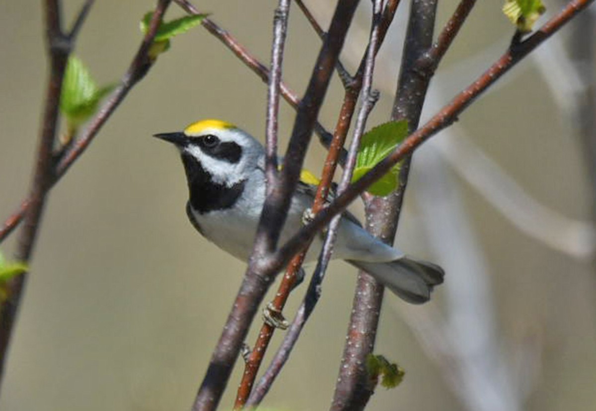 Golden-winged Warbler - Michael Hatton