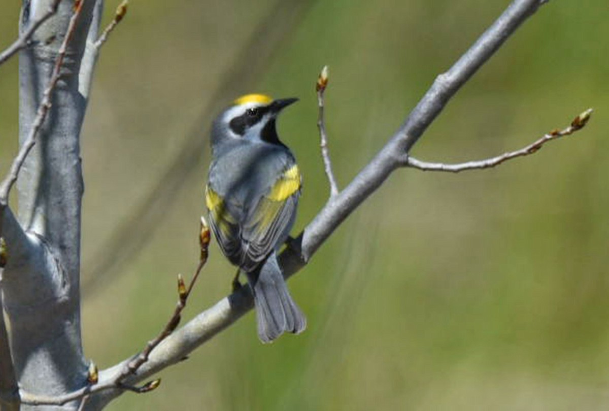 Golden-winged Warbler - Michael Hatton