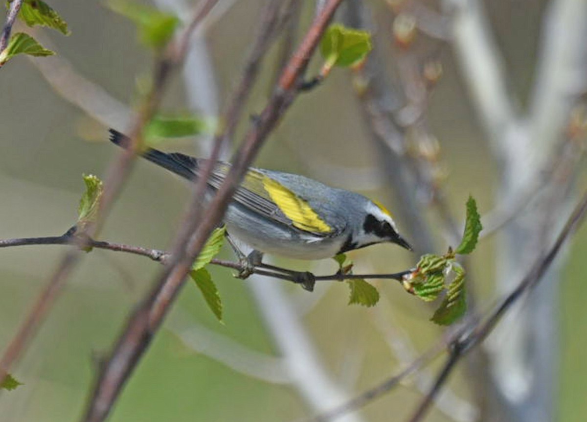 Golden-winged Warbler - Michael Hatton