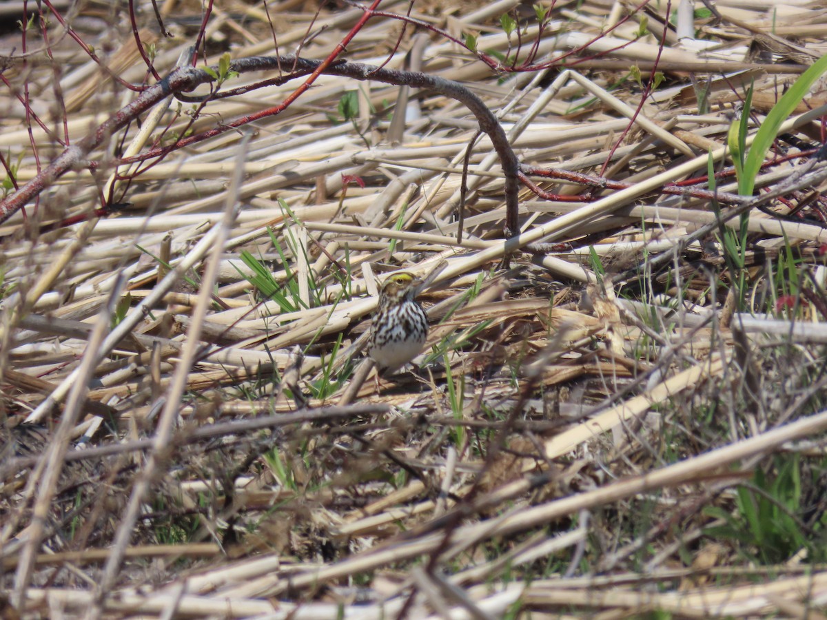 Savannah Sparrow - Erik Van Den Kieboom