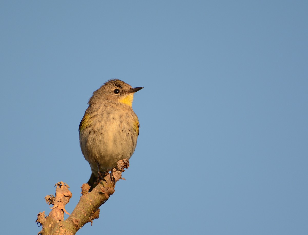 Yellow-rumped Warbler - ML33872921