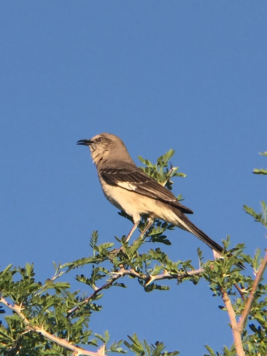 Northern Mockingbird - ML338730431